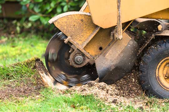 stump grinding and removal in Abergavenny